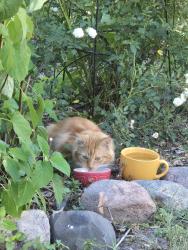 Found/Stray Unknown Cat last seen Near Shamrock Park, Shoreview, MN 55126