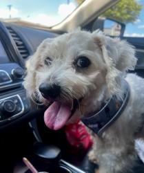 Reunited Male Dog last seen FM1960, Ponderosa Forest, TX 77090