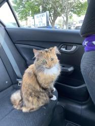 Reunited Female Cat last seen Laurel Bluff Circle, High Point, NC 27265