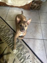 Found/Stray Female Dog last seen Tallowwood, Houston, TX 77070