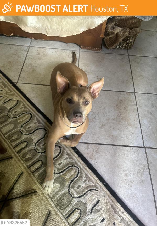 Found/Stray Female Dog last seen Tallowwood, Houston, TX 77070