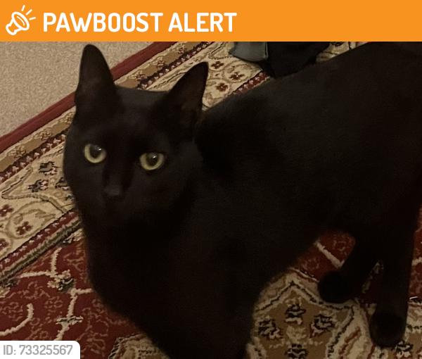 Found/Stray Unknown Cat last seen Tredegar Road, Greater London, England 