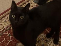 Found/Stray Unknown Cat last seen Tredegar Road, Greater London, England 