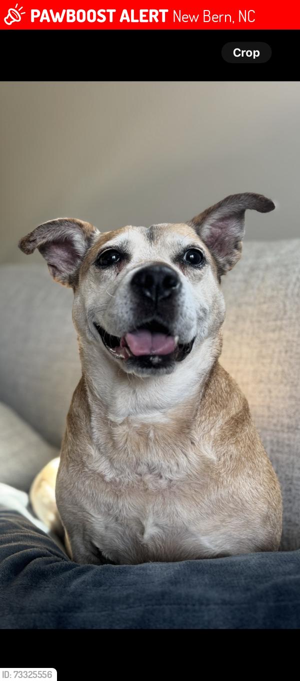 Lost Female Dog last seen New Liberty Rd., New Bern, NC 28562