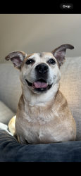 Lost Female Dog last seen New Liberty Rd., New Bern, NC 28562