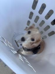 Lost Female Dog last seen Main and Warner, Santa Ana, CA 92707