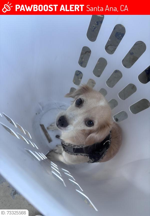 Lost Female Dog last seen Main and Warner, Santa Ana, CA 92707