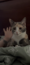 Lost Female Cat last seen Desert paintbrush lp, Rio Rancho, NM 87144