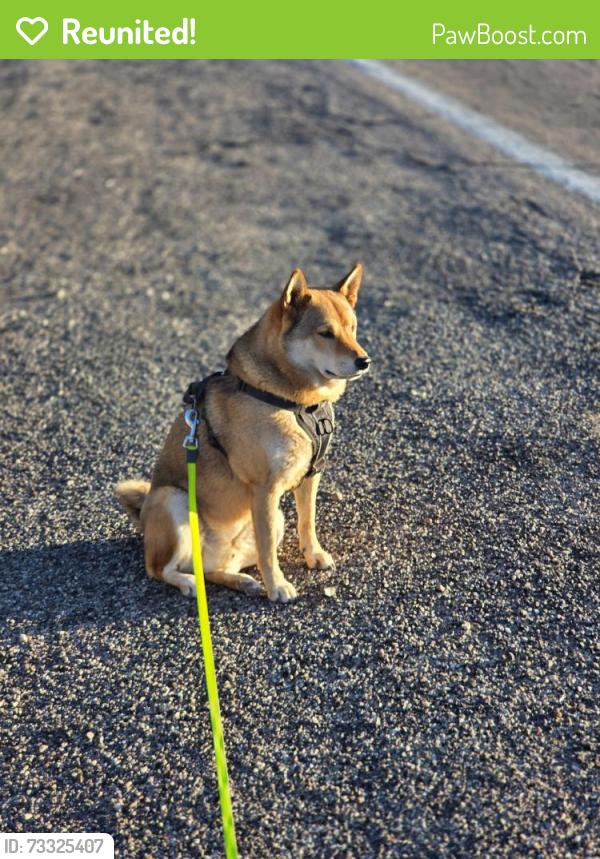 Reunited Male Dog last seen El Camino Del Cerro & N Tortolita Rd, Tucson, AZ 85745