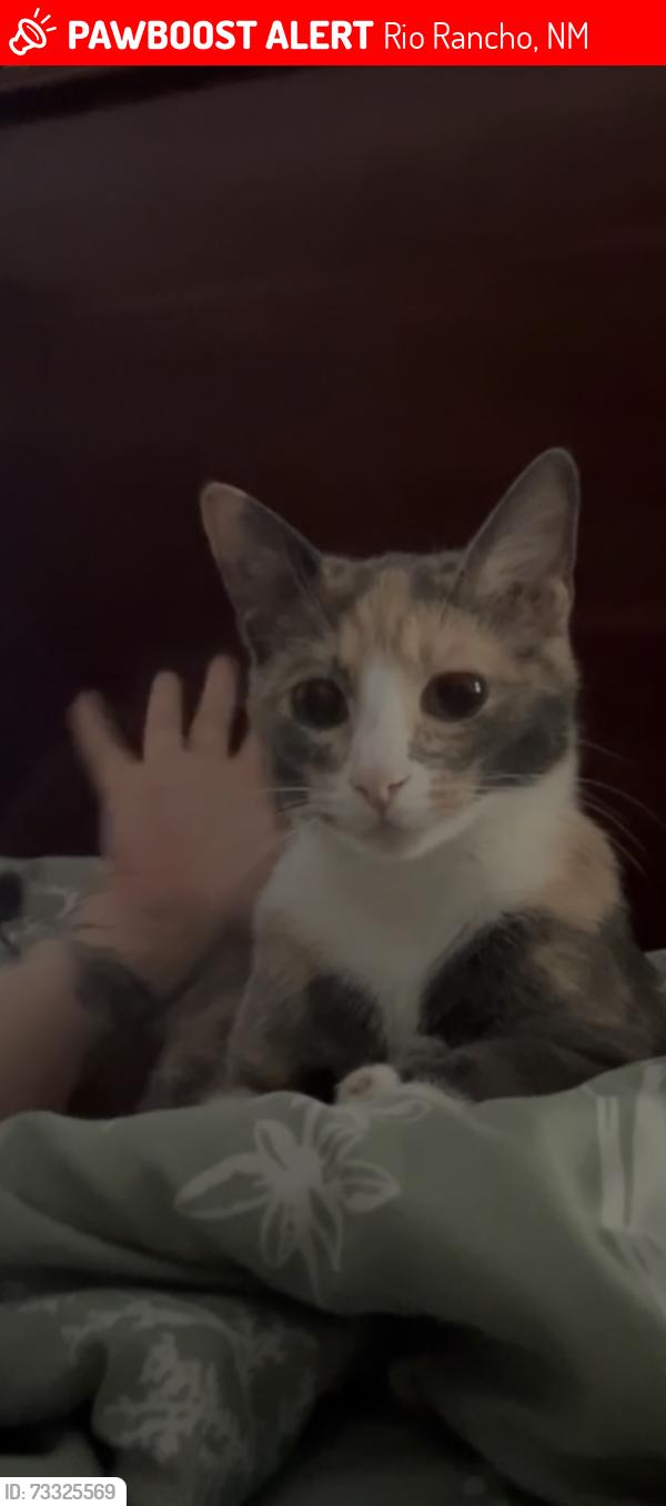 Lost Female Cat last seen Desert paintbrush lp, Rio Rancho, NM 87144
