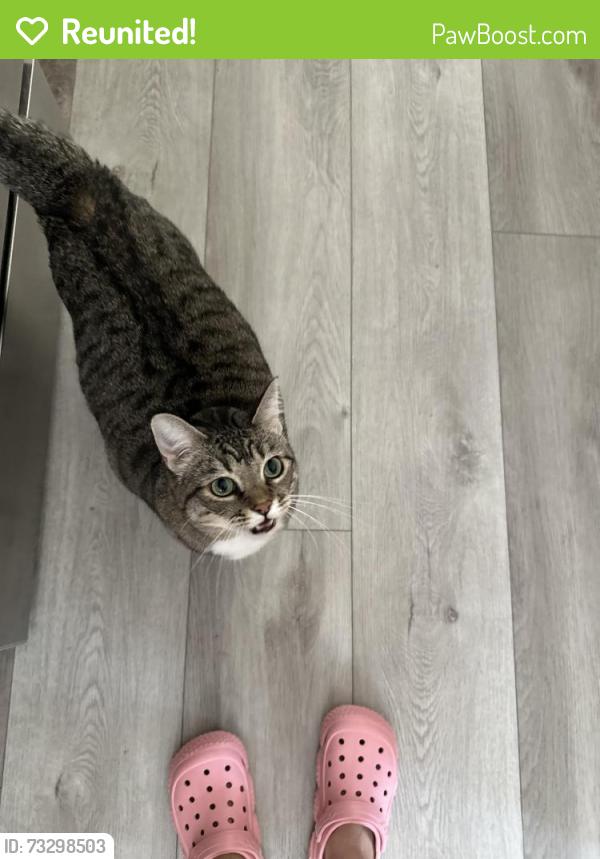 Reunited Female Cat last seen S San Marino and W Broadway, San Gabriel, CA 91776