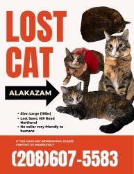 Lost Female Cat last seen Hill road, Boise, ID 83703