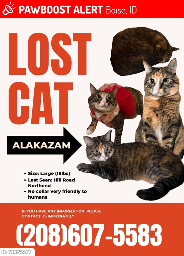 Lost Female Cat last seen Hill road, Boise, ID 83703