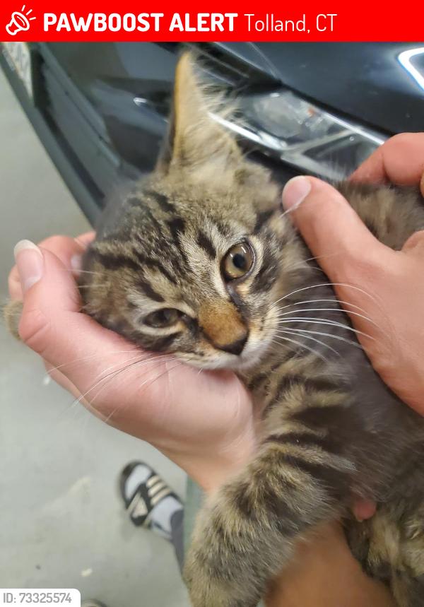 Lost Male Cat last seen Old Kent road, Tolland, CT 06084
