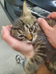 Lost Male Cat last seen Old Kent road, Tolland, CT 06084