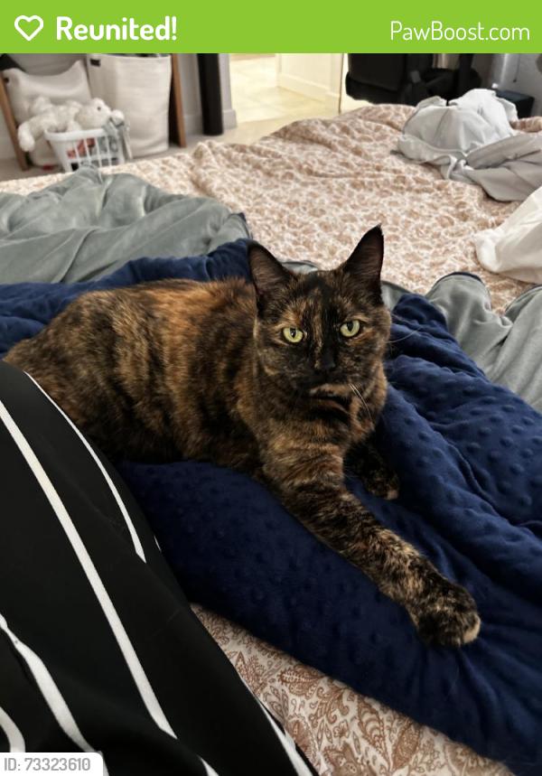 Reunited Female Cat last seen 9th St, Marina, CA 93933, USA, Marina, CA 93933