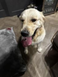 Reunited Male Dog last seen El Lago & palisades, Fountain Hills, AZ 85268