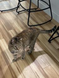 Reunited Female Cat last seen E Amherst Pl, Englewood, CO 80113, EE. UU., Englewood, CO 80113