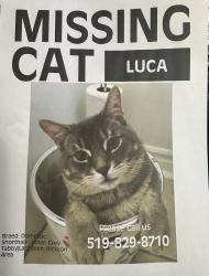 Reunited Male Cat last seen Kron & Rickson, Guelph, ON N1G 3A3