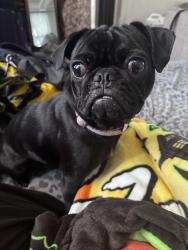 Lost Female Dog last seen Valero, Victoria, TX 77901