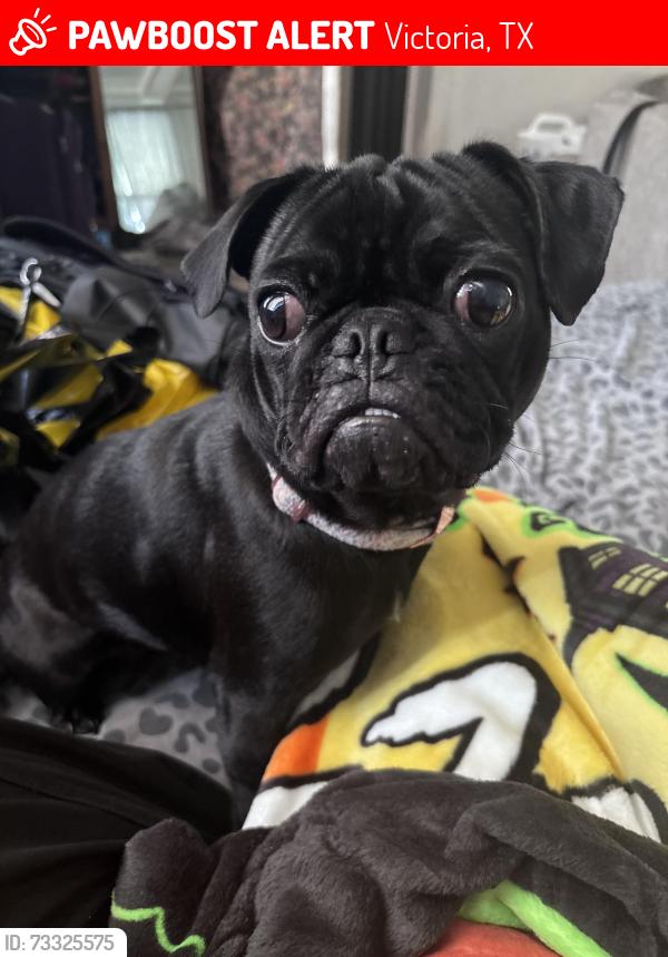 Lost Female Dog last seen Valero, Victoria, TX 77901