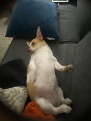 Reunited Female Dog last seen South Park Recreation Center, Los Angeles, CA 90037