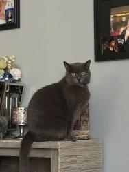 Lost Female Cat last seen Juvet street, fair oaks street, noorwood, terrace, above church hill, McKees Rocks, PA 15136