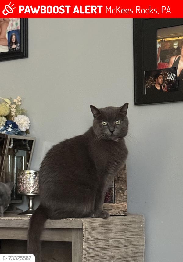 Lost Female Cat last seen Juvet street, fair oaks street, noorwood, terrace, above church hill, McKees Rocks, PA 15136