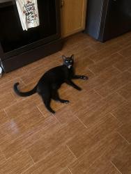 Lost Male Cat last seen Disappeared from 8665 East 24th Lane, Yuma, AZ 85365