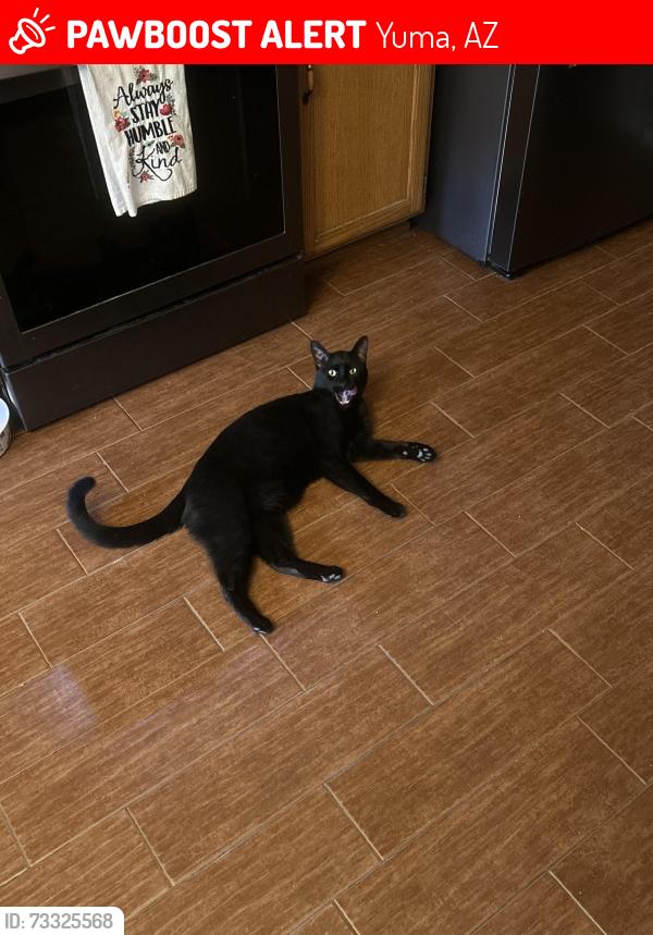Lost Male Cat last seen Disappeared from 8665 East 24th Lane, Yuma, AZ 85365