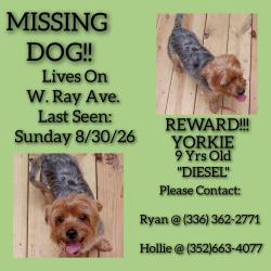 Lost Male Dog last seen Rotary Dr., Vera Ct., W. Ray Ave., High Point, NC 27262