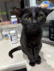 Reunited Male Cat last seen Signal butte and university, Apache Junction, AZ 85120