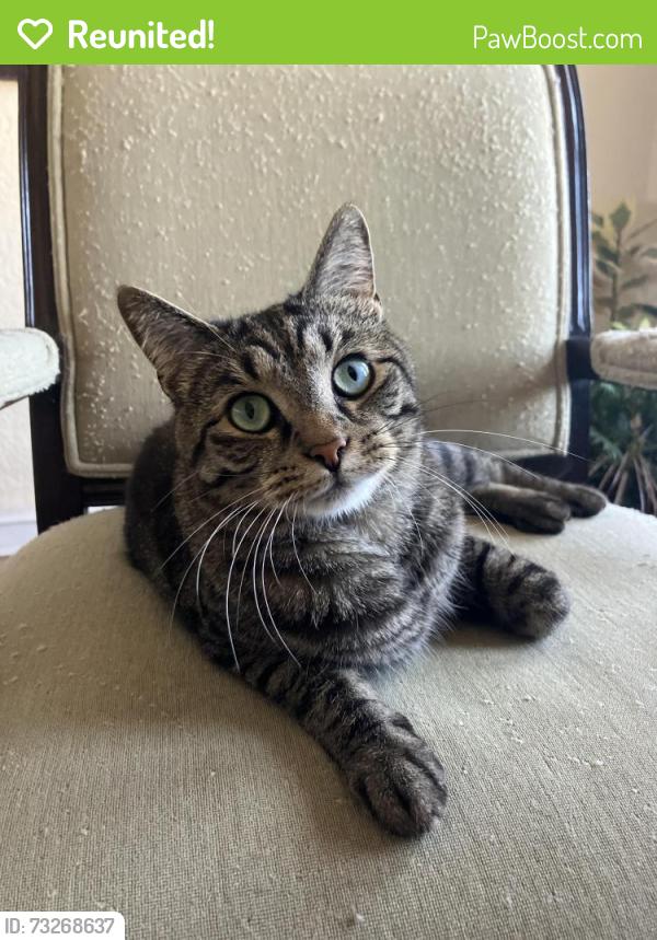 Reunited Male Cat last seen Tamarack and Seneca, Sharpsville, PA 16150