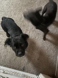 Found/Stray Male Dog last seen Wright st and weghorst st, Indianapolis, IN 46203