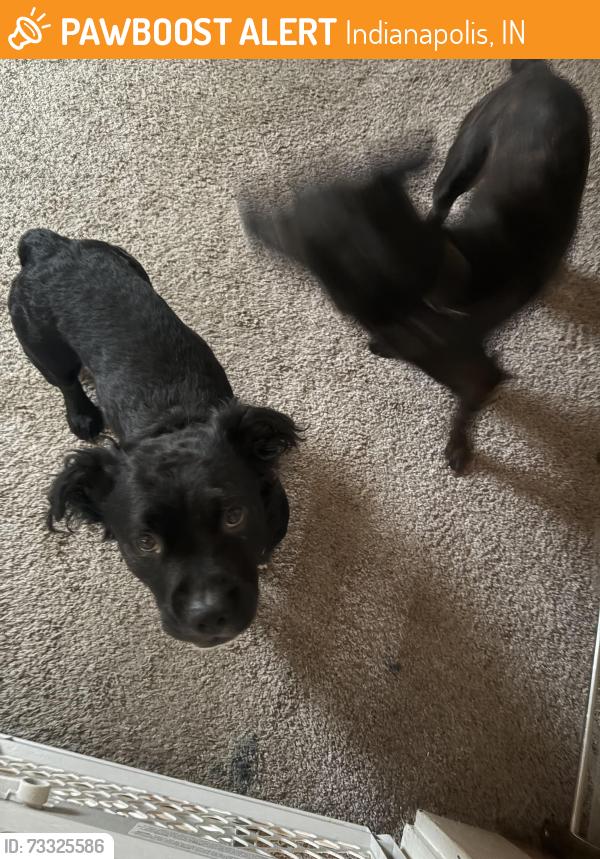 Found/Stray Male Dog last seen Wright st and weghorst st, Indianapolis, IN 46203