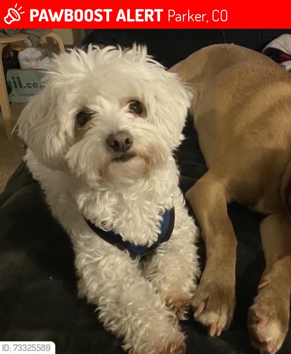 Lost Male Dog last seen Plover circle, Parker, CO 80134