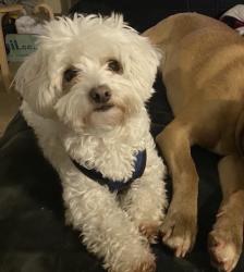 Lost Male Dog last seen Plover circle, Parker, CO 80134