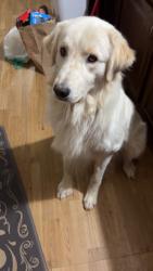 Reunited Male Dog last seen Near Woodruff St, Fort Lupton, CO 80621, USA, Fort Lupton, CO 80621
