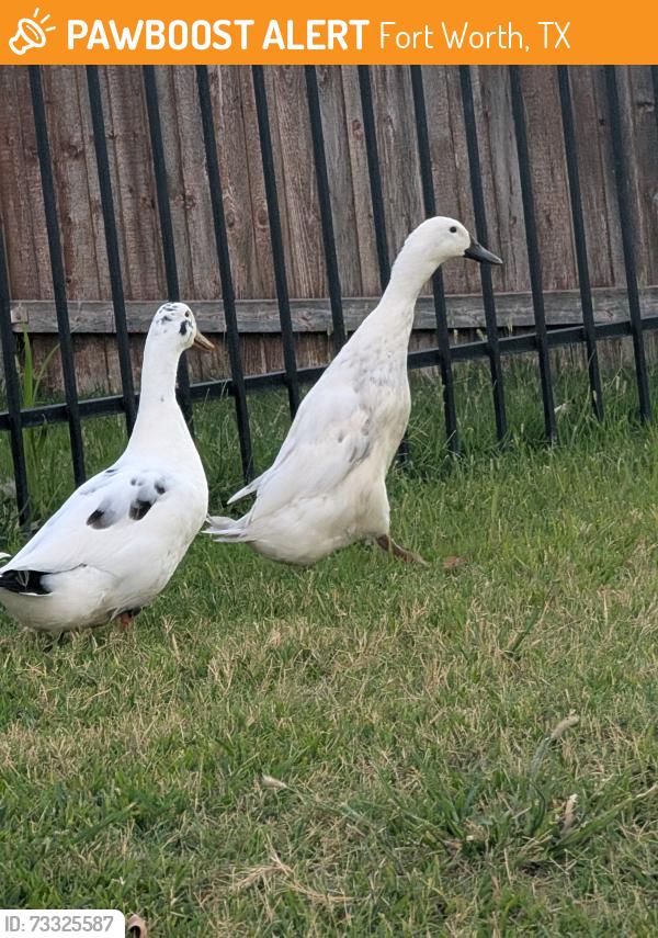 Found/Stray Unknown Other last seen Stadium View Drive - in and around lake behind, Fort Worth, TX 76118