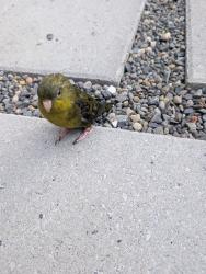Found/Stray Unknown Bird last seen Mlk and olive, Seattle, WA 98122