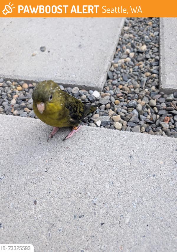 Found/Stray Unknown Bird last seen Mlk and olive, Seattle, WA 98122