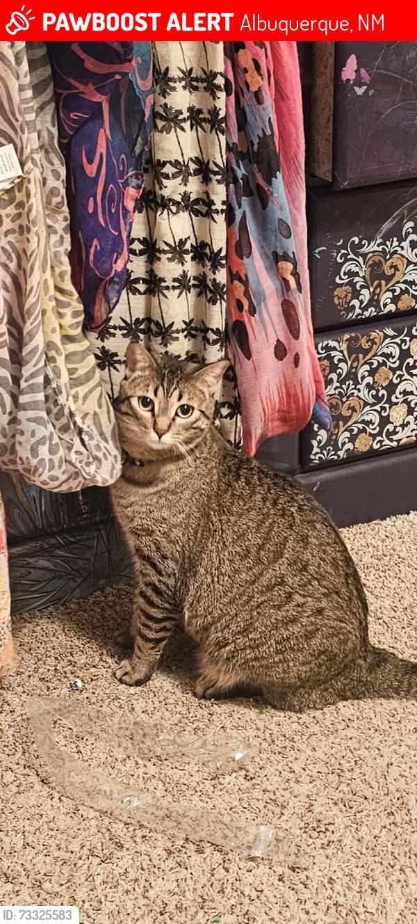 Lost Female Cat last seen Santa fe Village- rockcress ct - ABQ, Albuquerque, NM 87120