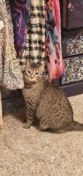 Lost Female Cat last seen Santa fe Village- rockcress ct - ABQ, Albuquerque, NM 87120