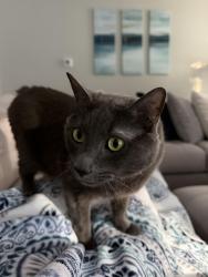 Lost Male Cat last seen Honeybee Dr, Murfreesboro, TN 37129