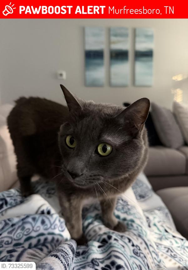 Lost Male Cat last seen Honeybee Dr, Murfreesboro, TN 37129