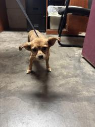 Found/Stray Female Dog last seen Fm 71 and fm 3134, Commerce, TX 75428