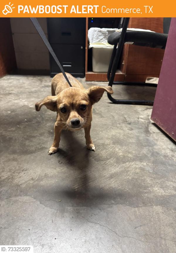 Found/Stray Female Dog last seen Fm 71 and fm 3134, Commerce, TX 75428