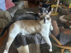 Reunited Male Cat last seen Prater St and 15th, Sparks, NV 89431