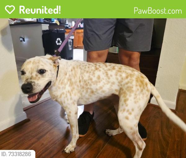 Reunited Male Dog last seen Dickinson Manor Lane, Cypress, TX 77433