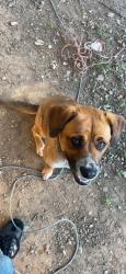 Reunited Female Dog last seen Near Kost Rd, Galt, CA 95632